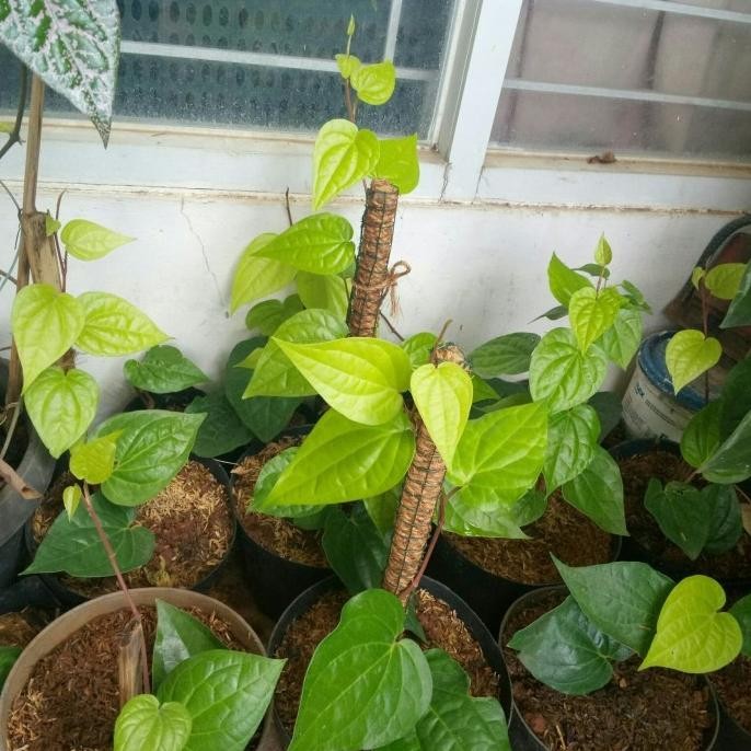 

Terlaris Paket Tanaman Herbal Bibit Sirih Hijau Pot Hitam Turus Sabut