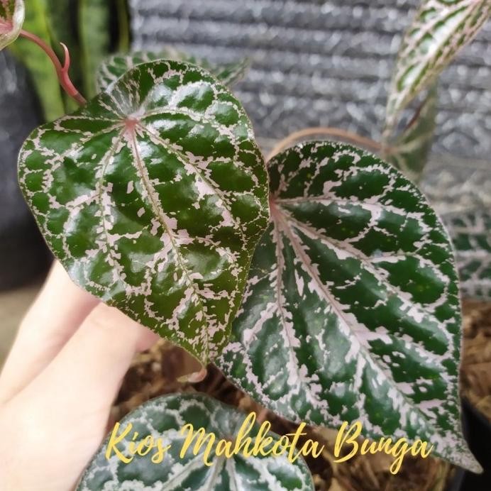 

Terlaris Tanaman + Pot | Bibit Sirih Merah Daun Sirih Merah Piper Wogpse 9415Le