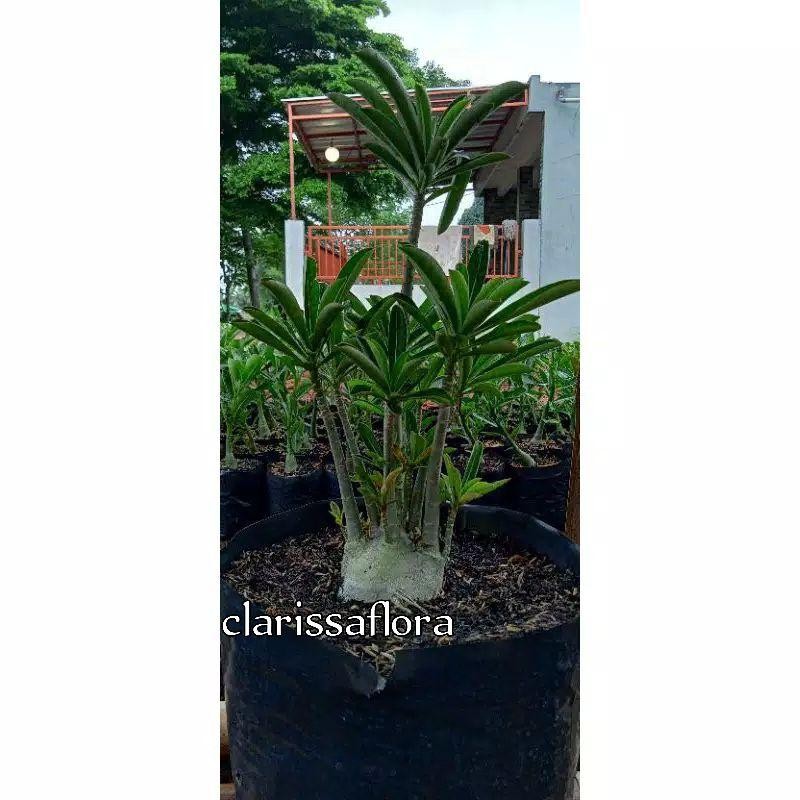 Adenium Tumpuk Black Flower Cabang Seribu