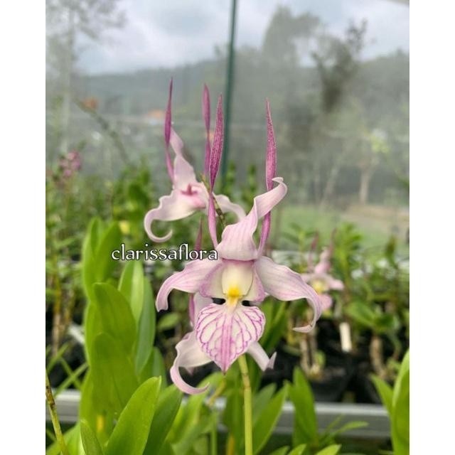 ( Bisa Cod ) Promo Seedling Anggrek Dendrobium Leporinum