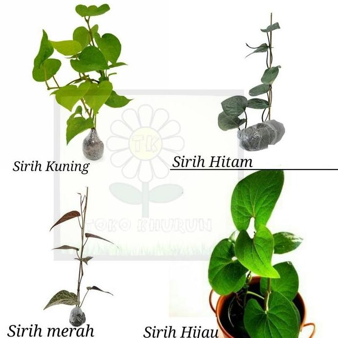 Terlaris Bibit Sirih Hitam,Sirih Merah,Sirih Hijau,Sirih Kuning