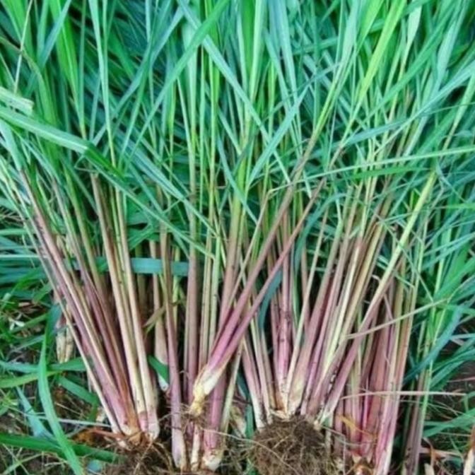 

Terlaris Bibit Pohon Sereh Merah /Sereh Wangi / Isi 3 Biji