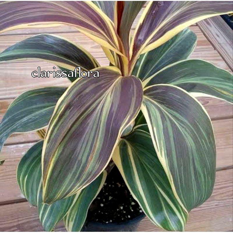 Tanaman Hias Hanjuang Varigata