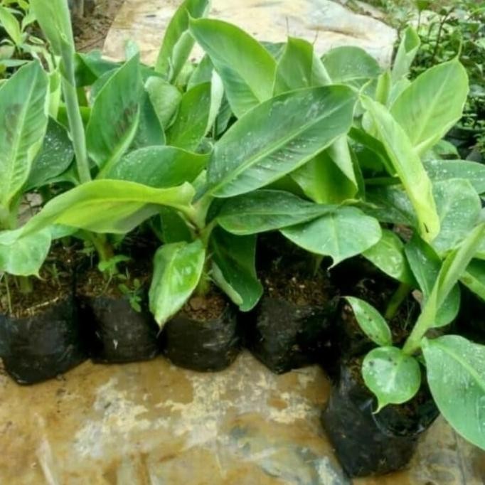 

Terlaris Diskon Bibit Pisang Raja Sereh 10 Unggul Premium