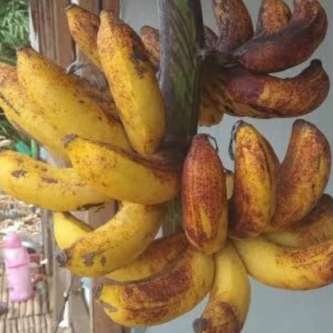 

Terlaris Bibit Tanaman Buah Pisang Raja Sereh Unggul Berklitas Super Atv