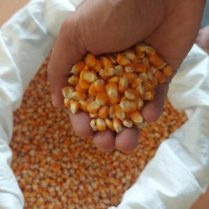 

Terlaris Jagung Hybrida Pakan Ternak Atau Jagung Pipil Kering Besar 1Kg