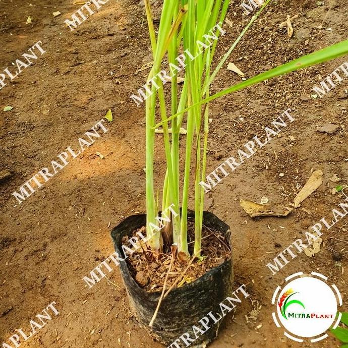 

Terlaris Bibit Tanaman Sereh Sayur - Pohon Akar Serai Bahan Bumbu Masak