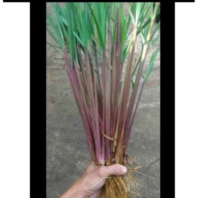 

Terlaris Bibit Taman Sereh Merah Wangi/Minyak Tawon