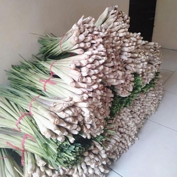 

Terlaris Sereh Bumbu Bibit Tanaman Sereh Dapur Pohon Serai Masak