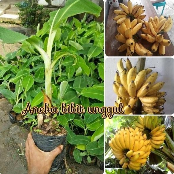

Terlaris Bibit Pisang Raja Sereh Atau Raja Sere Atau Pisang Susu Aneka Bibit