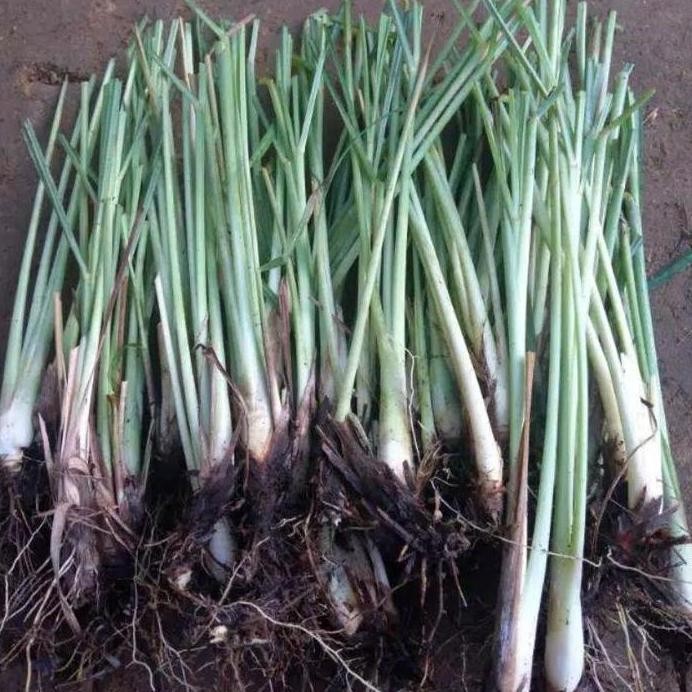 

Terlaris Terlaris!! Benih Sereh Masak Termurah Per Bibit Best Seller!!