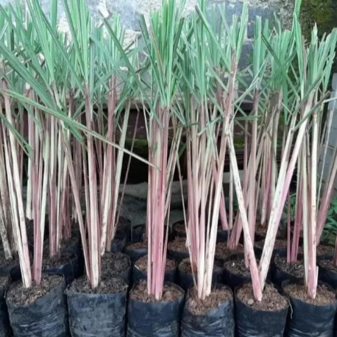 

Terlaris Bibit Tanaman Sereh / Serai Tanaman Rempah - Beli 3 Gratis 2
