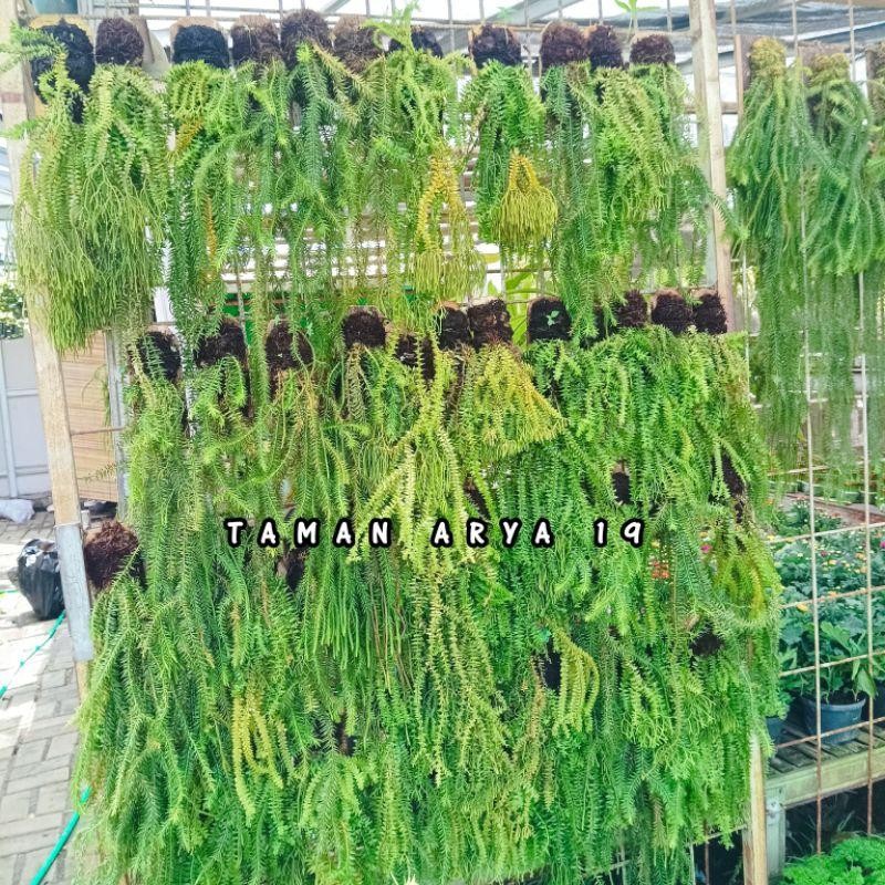 Tanaman Kadaka Rumbai Tanaman Gantung Rimbun