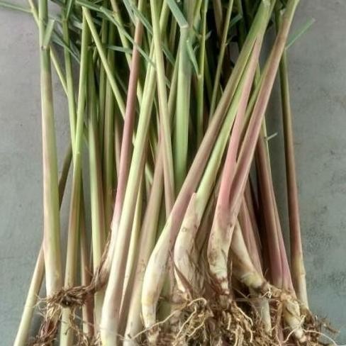 

Terlaris Bibit Tanaman Sereh Merah Wangi | Daun Sereh | Sereh