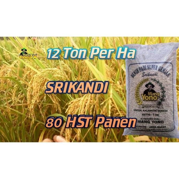 

Terlaris (-) Benih Padi Srikandi Super 80 Hst. - 5 Kg