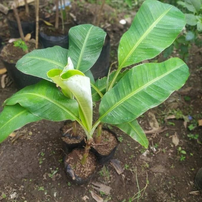 

Terlaris Bibit Tanaman Pisang Raja Sereh - Susu