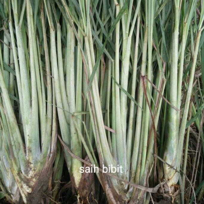 

Terlaris Bibit Sereh Putih Buat Masak Siap Tanam (Beli 5 Gratis 1)