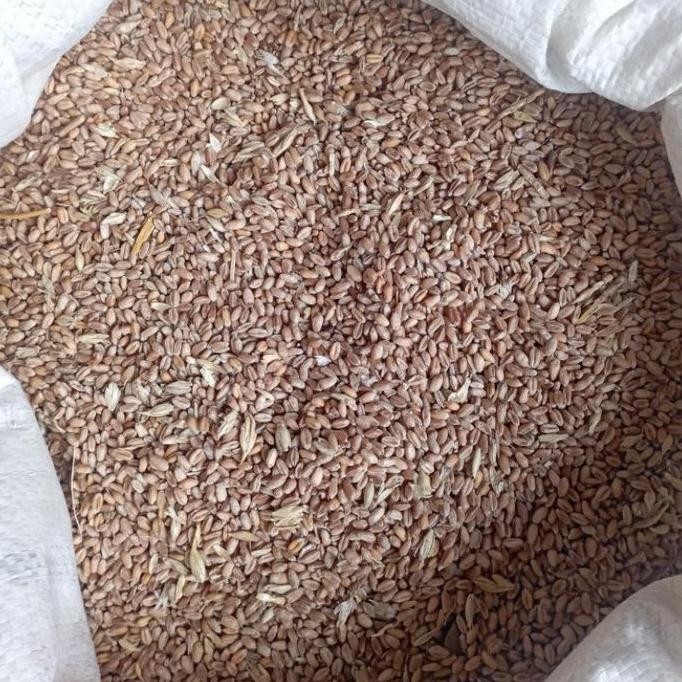 

Terlaris Biji Gandum Utuh /Benih Gandum Kemasan 1Kg Untuk Pakan Burung Merpati Dan Hewan Ternak