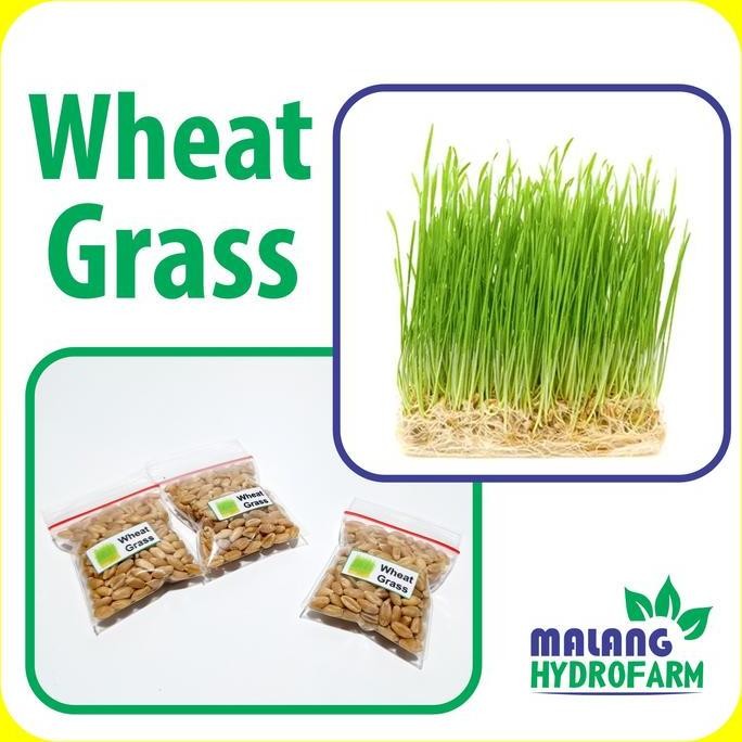 

Terlaris Benih Wheat Grass / Rumput Gandum Unggulan Berkualitas Biji Bibit Hydr