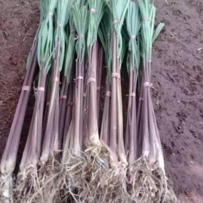 

Terlaris Fresh Bibit Sereh Merah/Sereh Wangi Dengan Akar