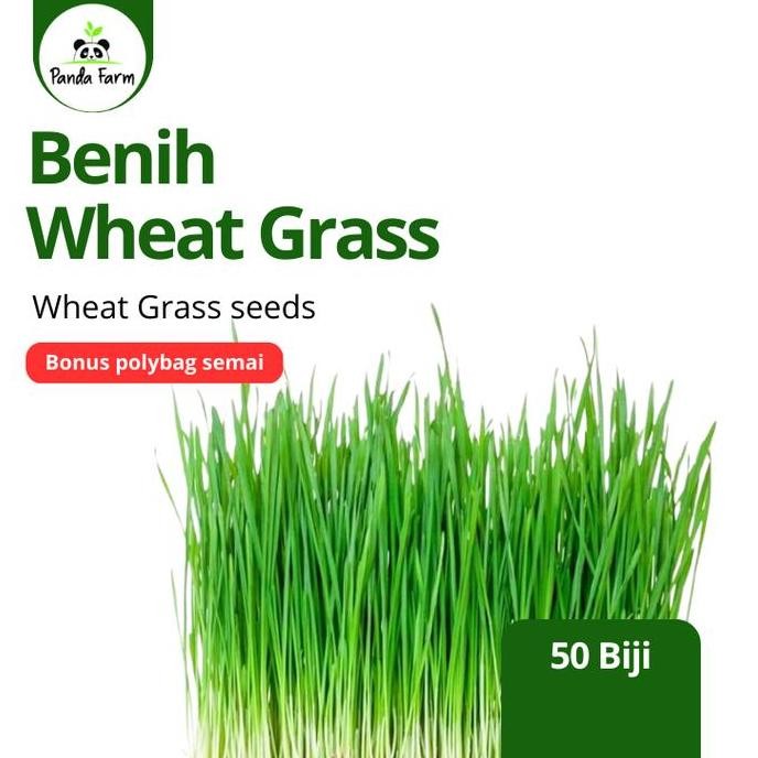 

Terlaris Isi 50 Benih Biji Rumput Gandum / Wheat Grass Known You Seed Repack
