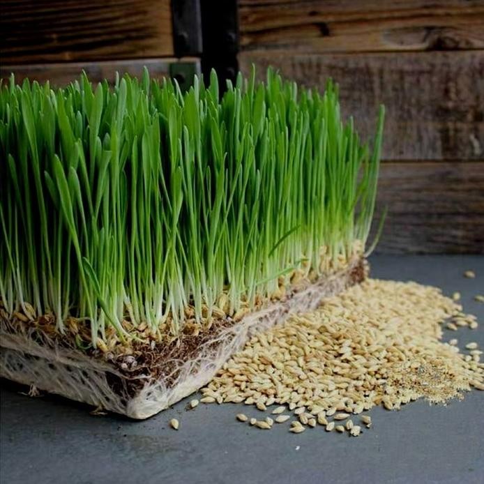 

Terlaris 1000Gr Organic Wheat Grass Seeds Wheatgrass Benih Catgrass Gandum 1Kg