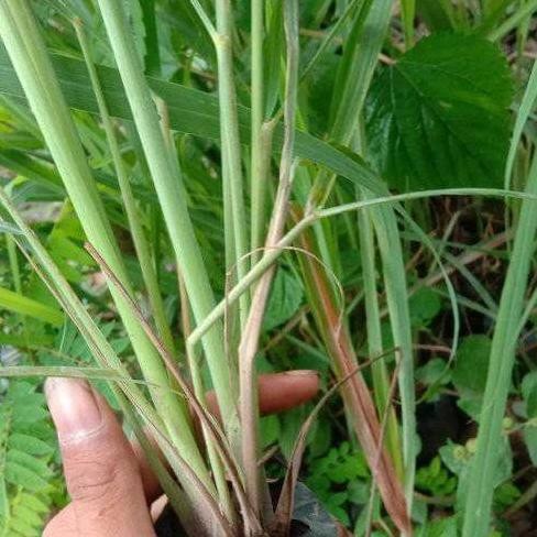 

Terlaris Bibit Sereh Wangi Bahan Bumbu Masak