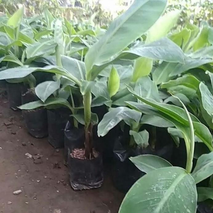 

Terlaris Bibit Pisang Raja Sereh Kultur Jaringan Berkualitas Twyacj 7549Hf