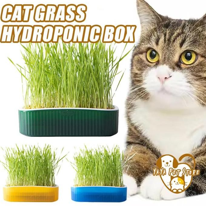 

Terlaris Free 8Bag Seed Rumput Kucing Hidroponik Paket Lengkap Cat Grass Tanpa Tanah Benih Gandum Untuk Kucing Wheatgrass