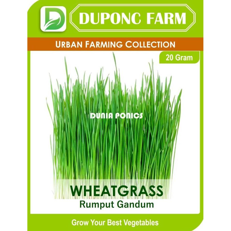 

Terlaris Benih Bibit Wheatgrass Rumput Gandum Wheat Grass 20 Gram Duponc Farm
