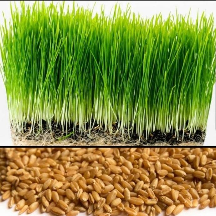 

Terlaris Benih Rumput Gandum Rumput Kucing Import