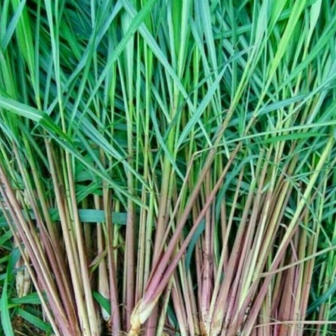 

Terlaris Bibit Tanaman Sereh Hijau / Sereh Merah / Sereh Ngi Pengusir Nyamuk Az