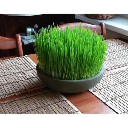 

Terlaris Benih /Seeds Wheatgrass Rumput Gandum Meningkatkan Kesehatan