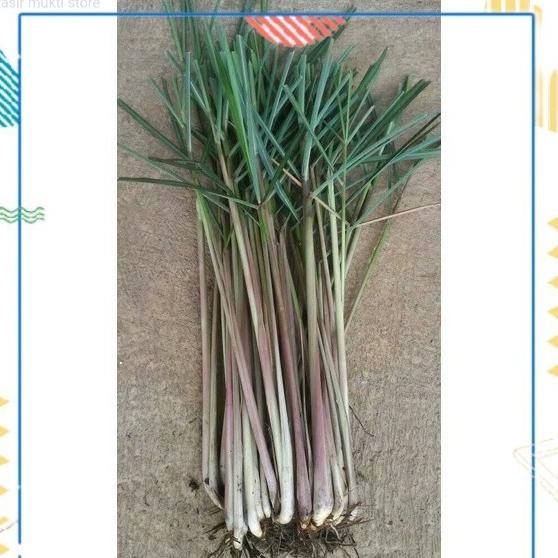 

Terlaris 500Gr Bibit Sereh Merah Serai Lanang Dengan Akar Cod