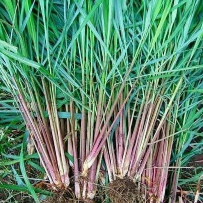 

Terlaris Pohon Sereh Merah / Sereh Wangi - Bibit Tanaman Sereh Merah