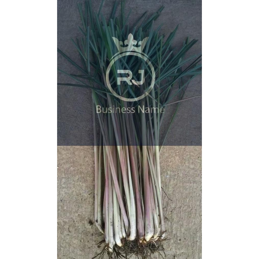 

Terlaris 4 Batang Bibit Sereh Wangi Atau Serai Merah Organik