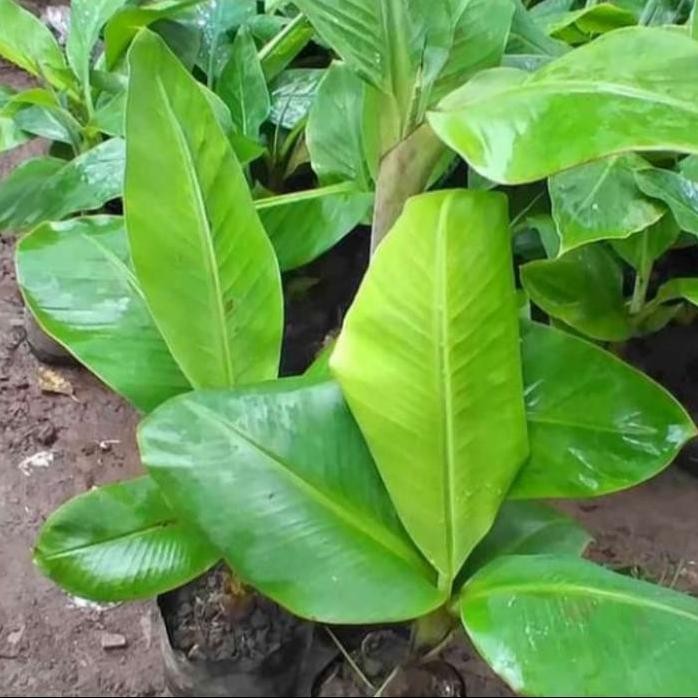 Terlaris Bibit Pohon Pisang Tanduk,Raja Bulu,Raja Sereh,Pisang Udang Merah Dll