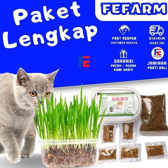 

Terlaris Paket Rumput Kucing Cat Grass Wheatgrass Rumput Benih Gandum