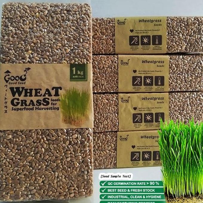 

Terlaris Dijamin Terbaik Goodseed Biji Gandum Benih Wheatgrass Superfood Rumput Kucing 1 Kg