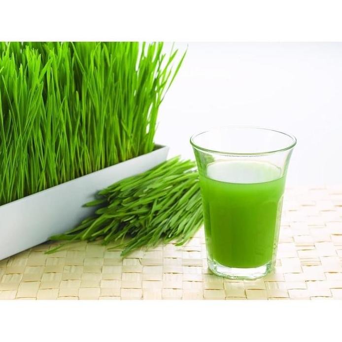 

Terlaris Benih Bibit Biji Wheat Grass (Rumput Gandum) Kucing Juga Suka Lhooo, D