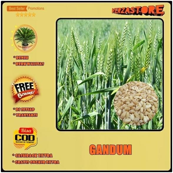 

Terlaris Biji/Benih/Bibit Tanaman Gandum /100 Biji