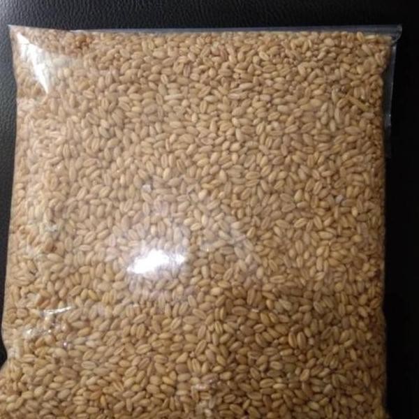 

Terlaris Poromo_5Lindo Benih Catgrass/Wheatgrass/Benih Rumput Gandum Isi 1 Kg