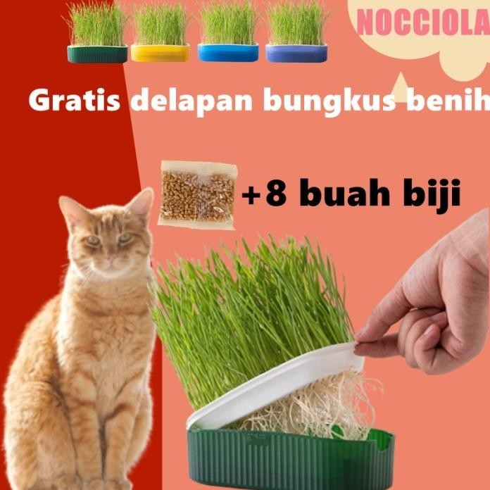 

Terlaris Rumput Kucing Paket Tumbuh Benih Gandum Premium Cat Wheat Grass