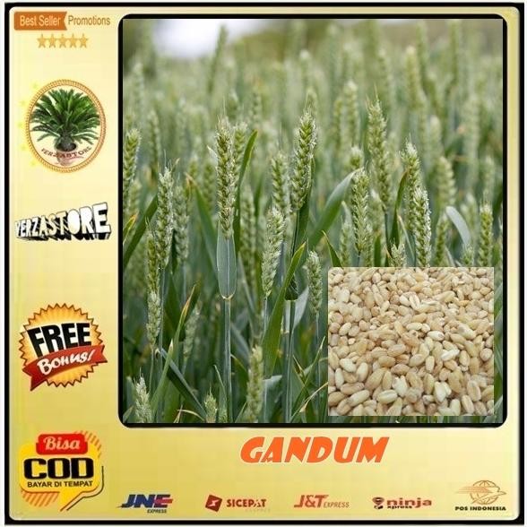 

Terlaris Zz Biji/Benih/Bibit Taman Gandum /100 Biji