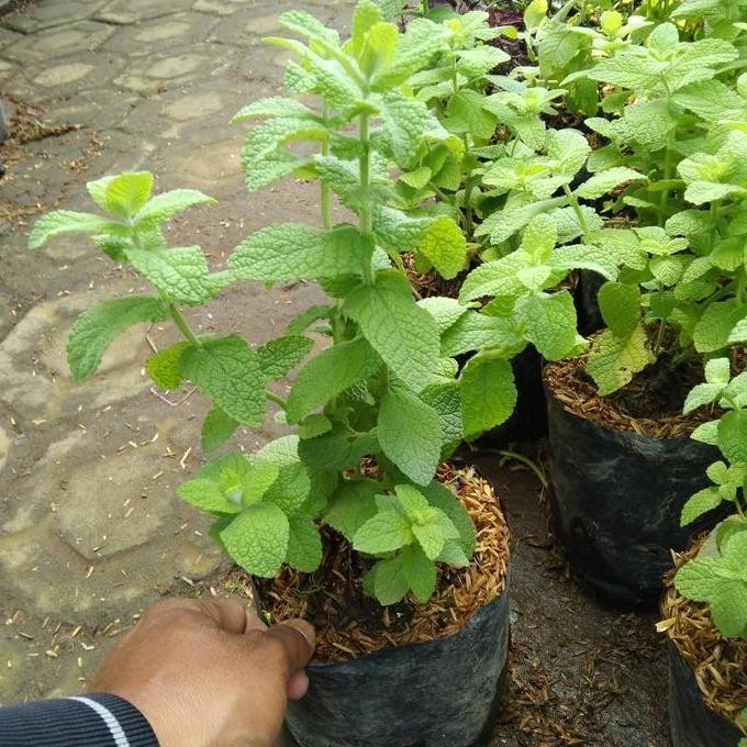 

Terlaris Bibit Tanaman Hias Applemint/ Daun Mint/ Herb Plant