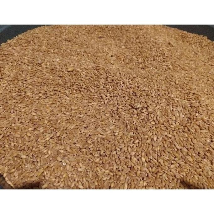 

Terlaris #Skl - Biji Gandum Benih Rumput Gandum Utuh Kemasan 10 Kg Terlaris