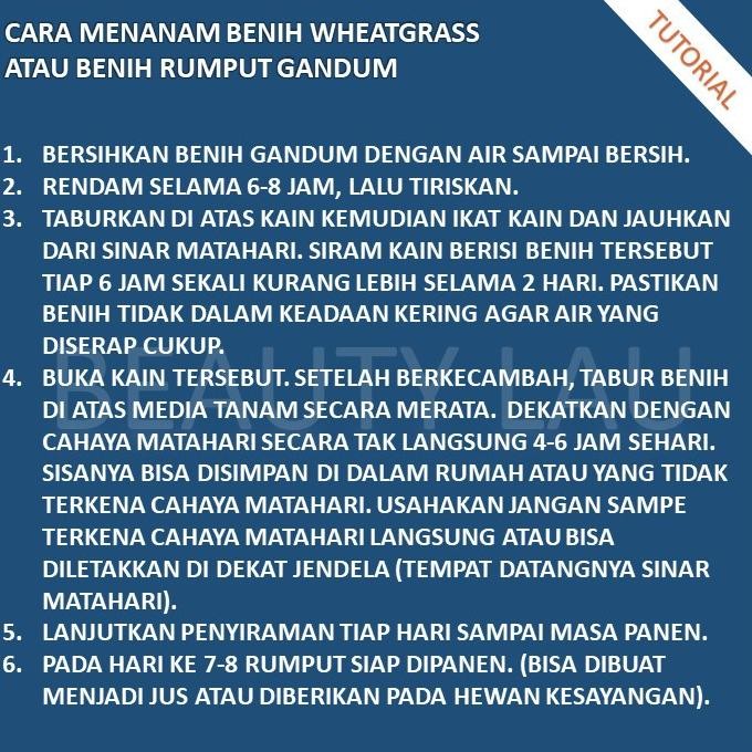 

Terlaris Mur.4H Benih Wheatgrass 500Gr Bibit Rumput Gandum Biji Cat Grass Microgreen