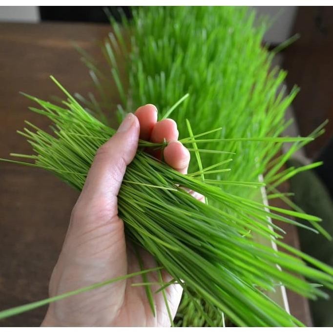 

Terlaris Grosir Benih (Isi-25) Wheatgrass / Rumput Gandum - Biji Bibit Ori