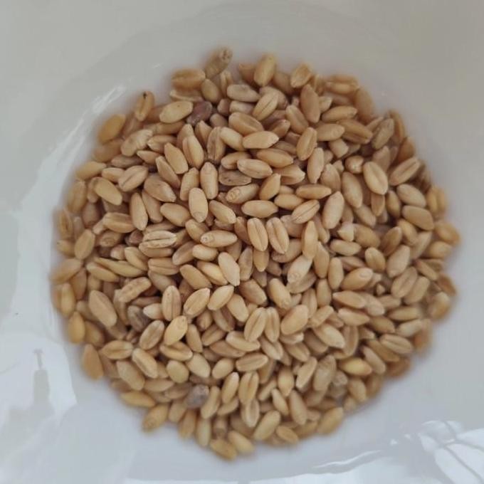 

Terlaris Ankn Benih Bibit Wheatgrass Rumput Gandum Rumput Kucing 500Gr