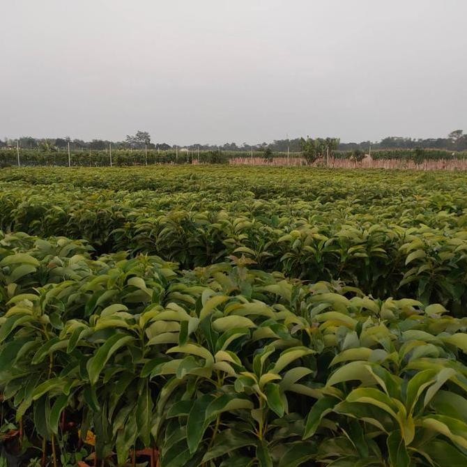 

bibit alpukat markus tinggi 1 meter up